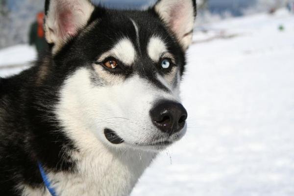 dogs pets huskie dog