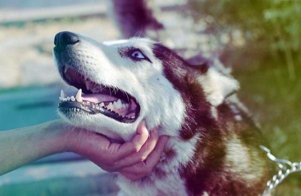 dogs dog pets pet husky
