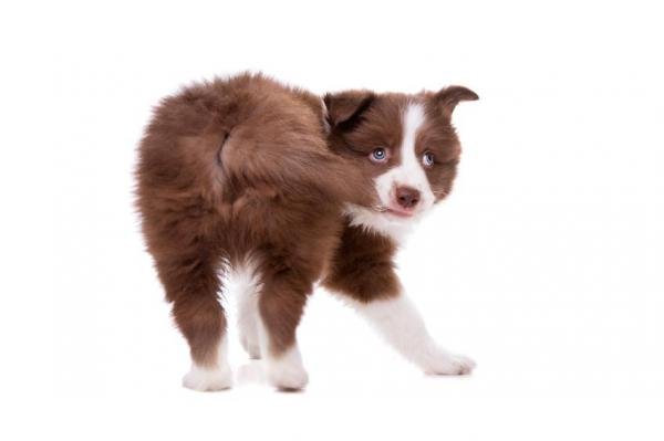 dogs