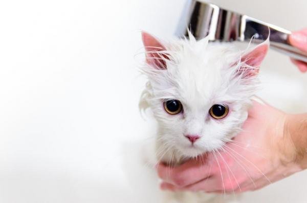 cat cats pet pets