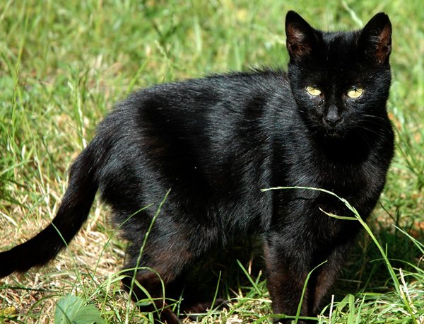 cats cat pets