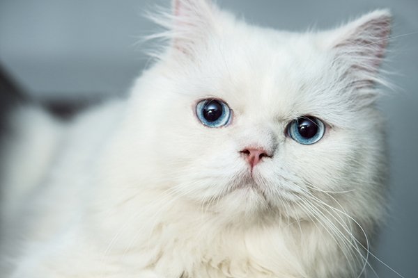 7 Cool Facts About Cat Eye Colors - Stay Pawsitive