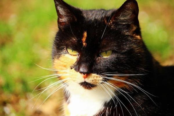 cats
