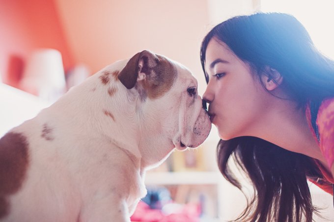 Dogs Dog puppy puppies pets animals pet animal