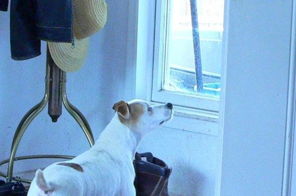 dogs