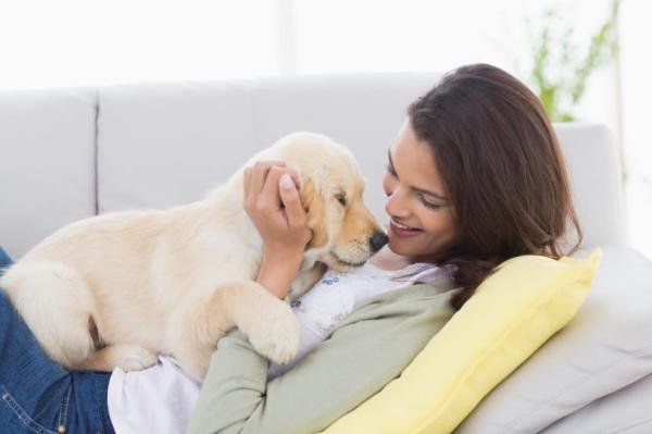 dog dogs pets puppy
