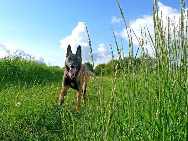 Malinois Dog