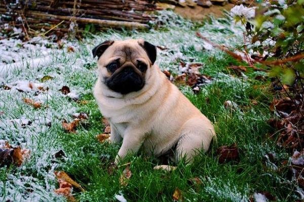 dog