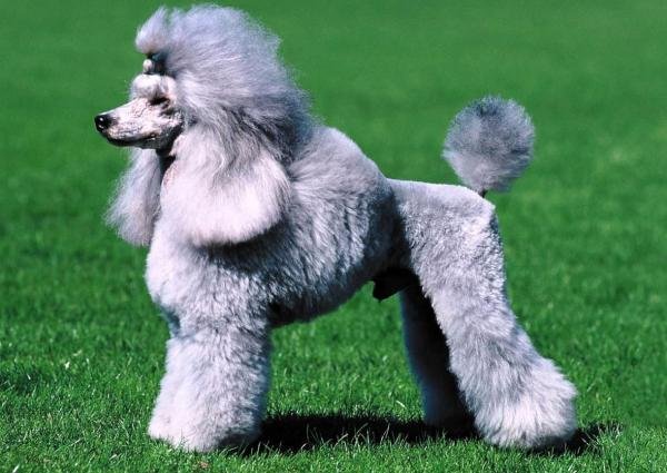 Dog Breeds