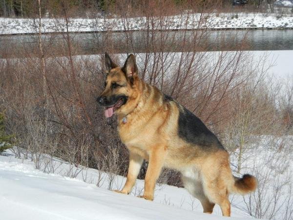 The German Shepherd