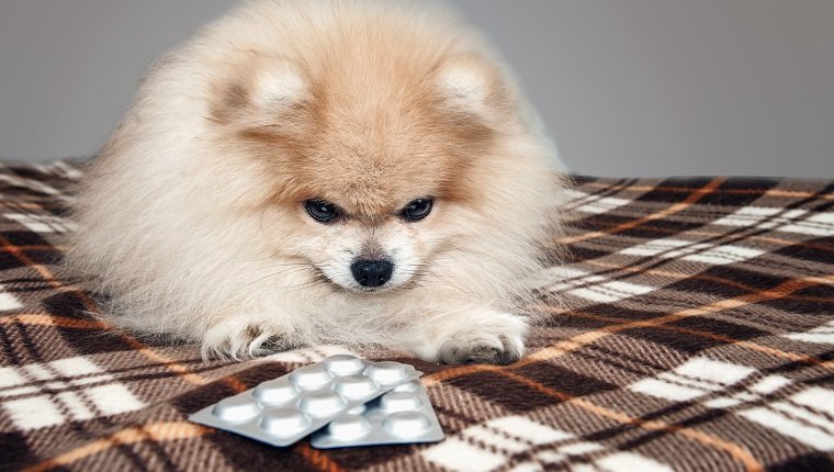 dogs dog pets