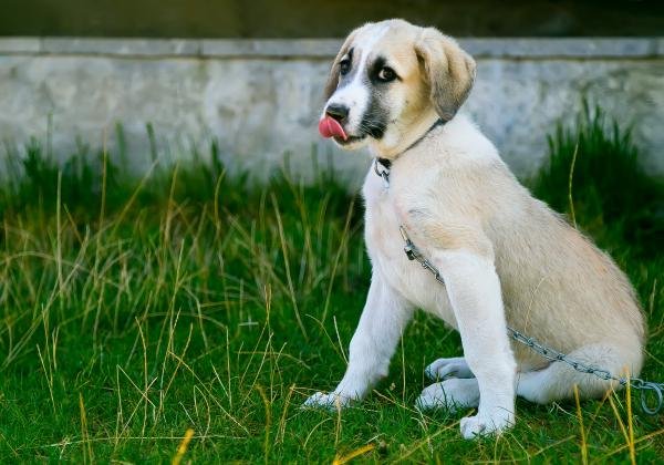 Dogs dog puppy pet pets animal animals