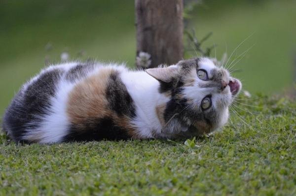 cats cat kitten kittens pet pets