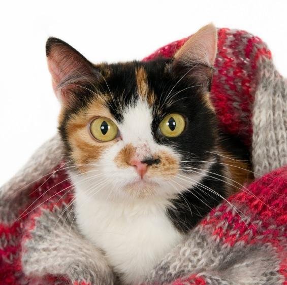 Home Remedies For A Cat Cold Stay Pawsitive