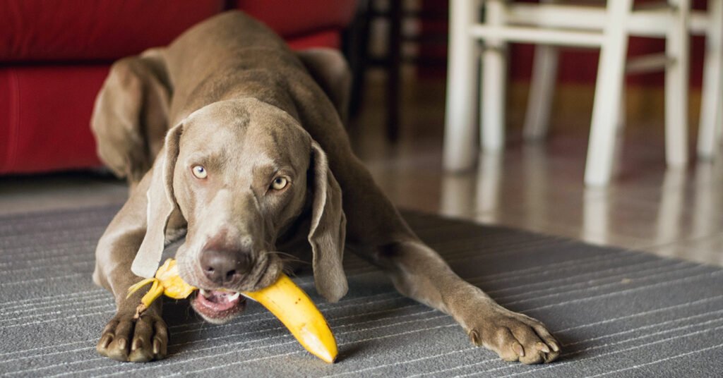 Dogs eat
Can Dogs Eat Bananas
Can Dogs Eat
can dogs eat bananas?