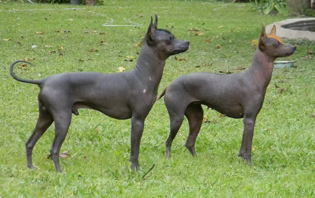 Best Hairless Dog Breeds
Dog breed
dog without fur
dog without hair
dog breeds
10 Best Hairless Dog Breeds
 rare dog breeds
Hairless Dogs
 dog-safe
The American hairless terrier
Hairless coat
Hairless trait
good family dogs
Smart dog
Chinese Crested
Xoloitzcuintli
the Mexican hairless dog
Xolos
Aztec breed
Peruvian Inca Orchid
Peruvian hairless
Argentine Pila Dog
Abyssinian Sand Terrier
canine exercise buddy 
the African hairless dog
It's a fairly small to medium-size dog
Hairless Khala
Bolivian hairless dogs
Jonangi
Native dogs in India
Ecuadorian Hairless Dog
ancient dog breed
Hairless Chihuahua