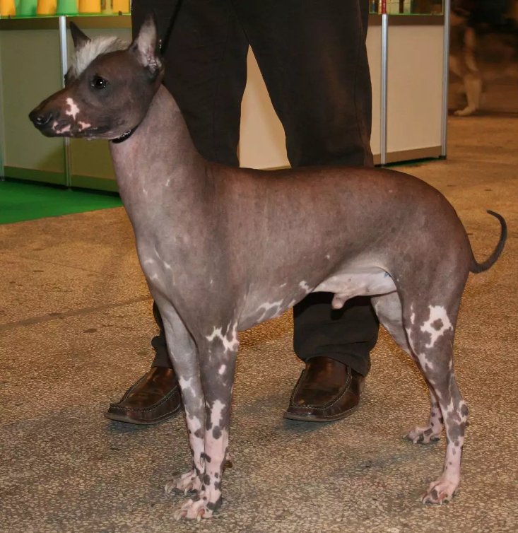 Best Hairless Dog Breeds
Dog breed
dog without fur
dog without hair
dog breeds
10 Best Hairless Dog Breeds
 rare dog breeds
Hairless Dogs
 dog-safe
The American hairless terrier
Hairless coat
Hairless trait
good family dogs
Smart dog
Chinese Crested
Xoloitzcuintli
the Mexican hairless dog
Xolos
Aztec breed
Peruvian Inca Orchid
Peruvian hairless
Argentine Pila Dog
Abyssinian Sand Terrier
canine exercise buddy 
the African hairless dog
It's a fairly small to medium-size dog
Hairless Khala
Bolivian hairless dogs
Jonangi
Native dogs in India
Ecuadorian Hairless Dog
ancient dog breed
Hairless Chihuahua