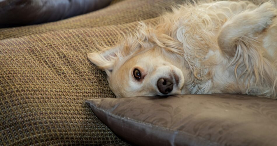 Best Calming Products for Dog Anxiety