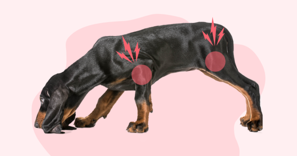 Best Joint Supplements